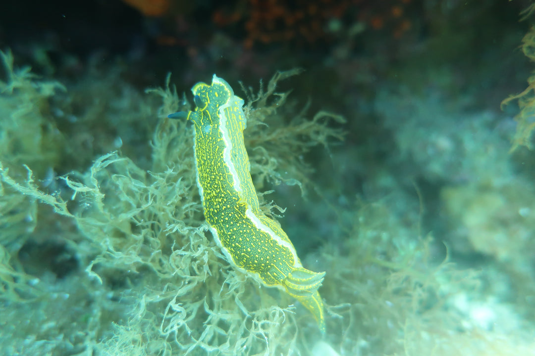 Malta May 2024 Trip Report