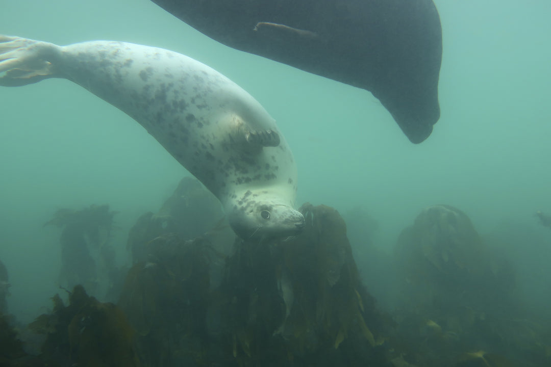 Club Trip Report - Farnes November 2022