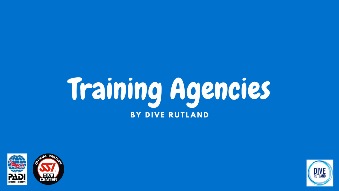 Training Agencies - What part do they play