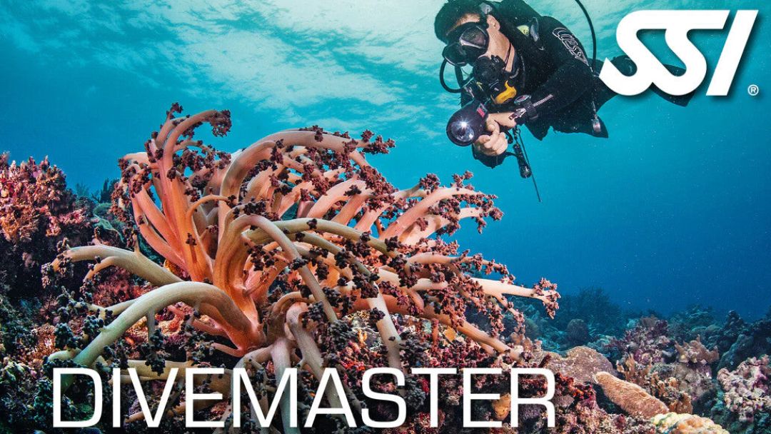 Your First Leap: Unpacking the Divemaster Journey