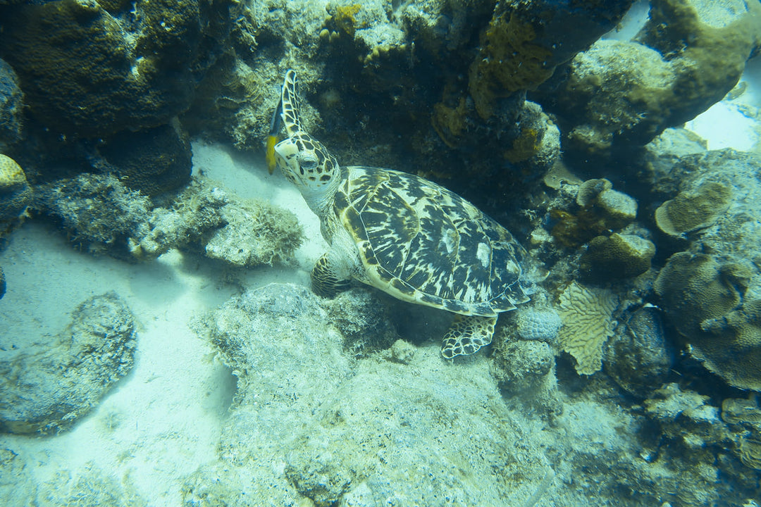 Trip Report - Bonaire - June 2022