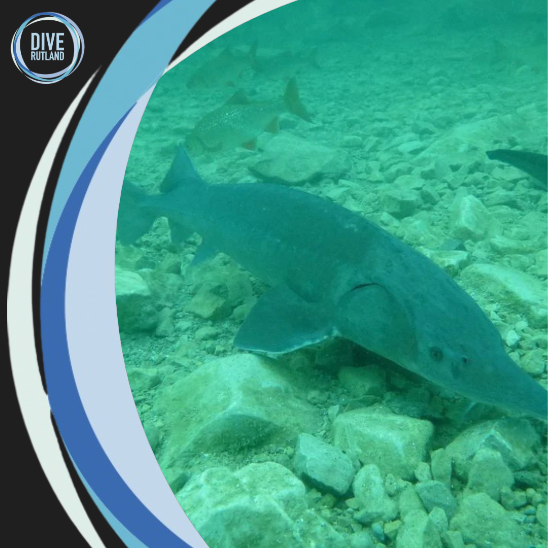 Dive Capernwray with Dive Rutland
