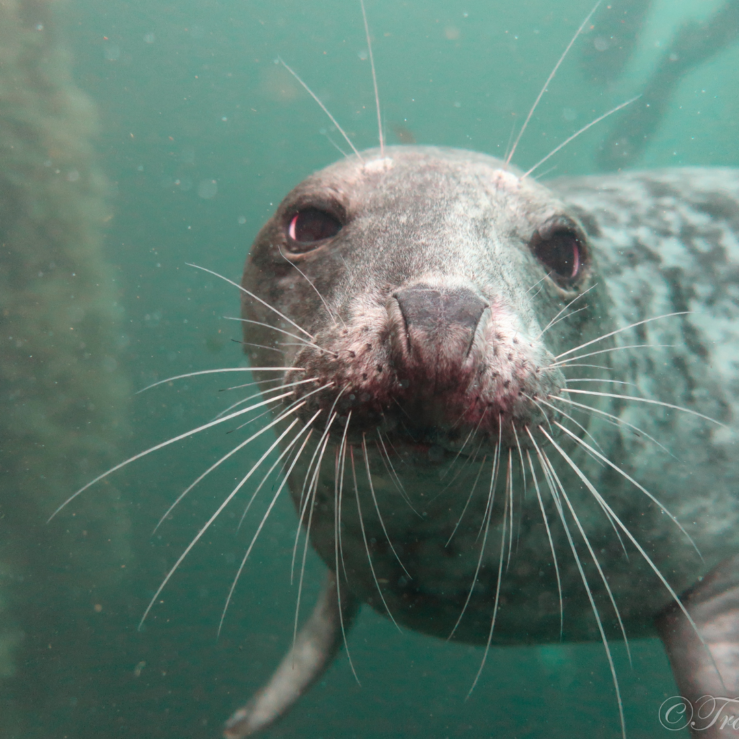 Farnes : November 2026 with Dive Rutland
