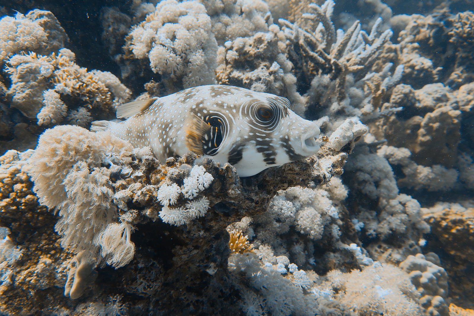 Oakham School Dive Trip Report to Egypt - October 22