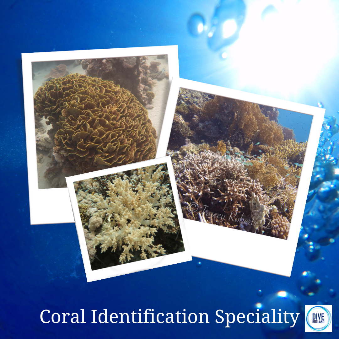 Coral Identification Speciality SI | Dive Rutland