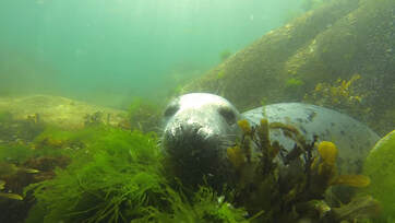Farnes Seal with Dive Rutland