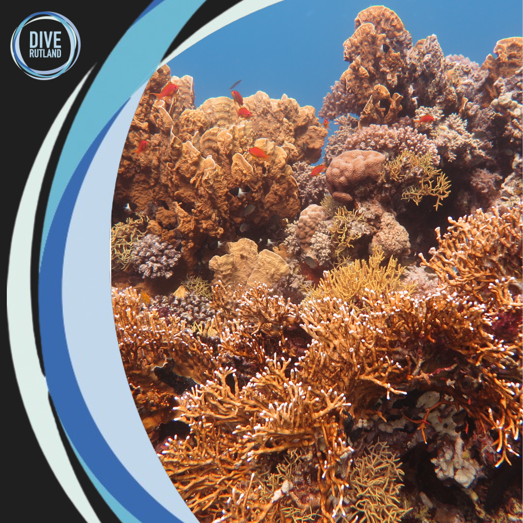 SSI Coral Identification Speciality with Dive Rutland