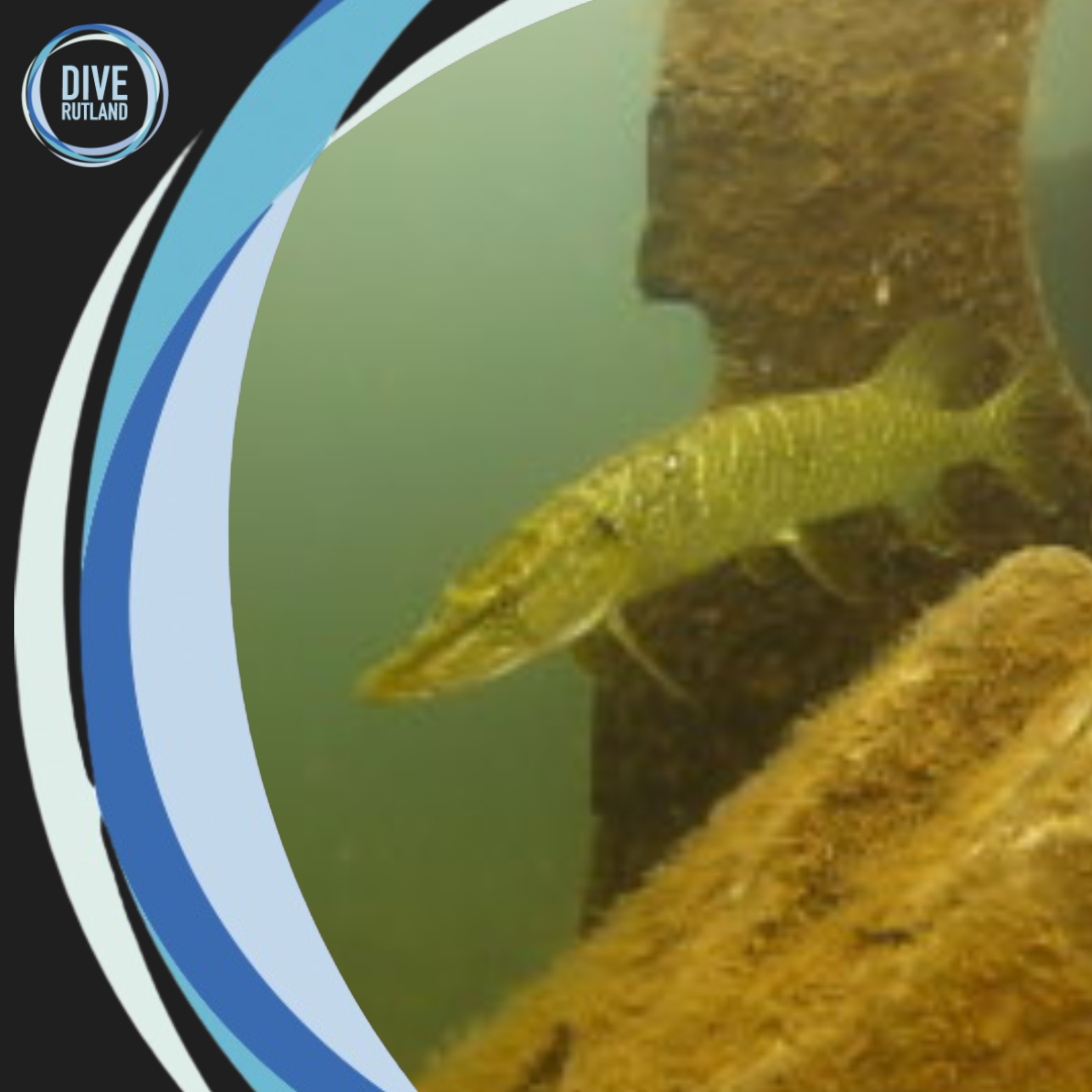 SSI Freshwater Ecology with Dive Rutland