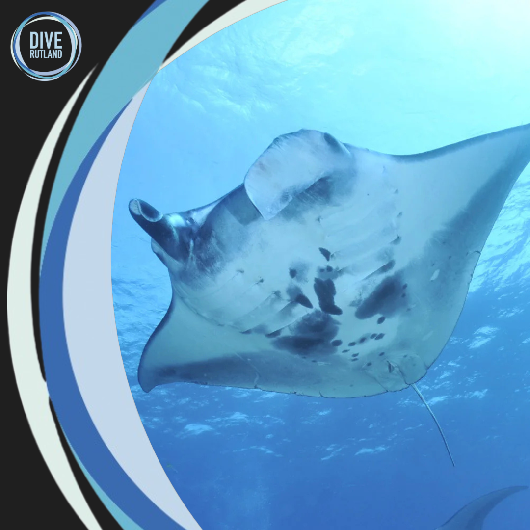 Manta and Ray Ecology