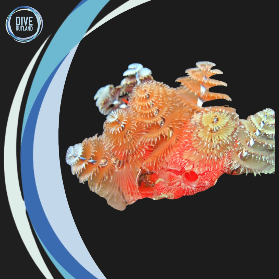 SSI Marine Invertebrate Ecology