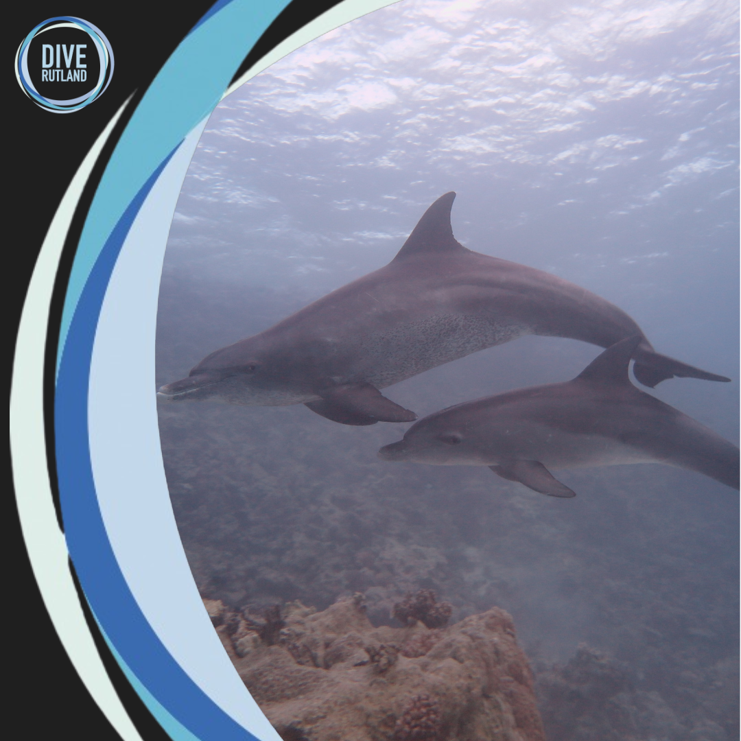 SSI Marine Mamma Ecology | Dive Rutland