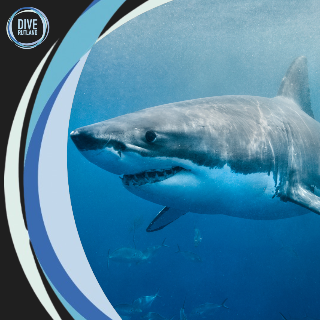 SSI Shark Ecology Speciality with Dive Rutland