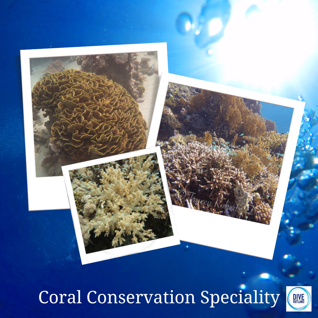 Coral Conservation Speciality: PADI