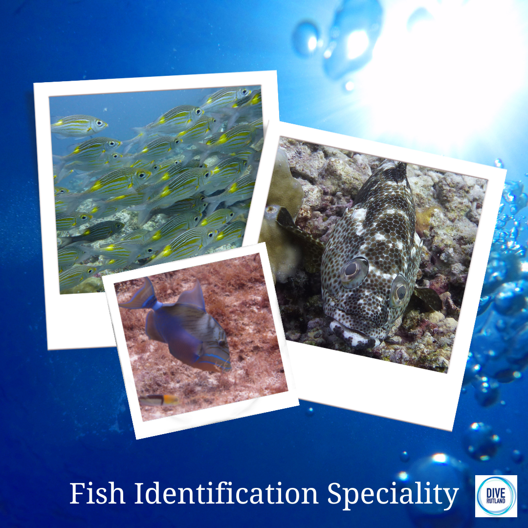 Fish Identification Speciality: PADI